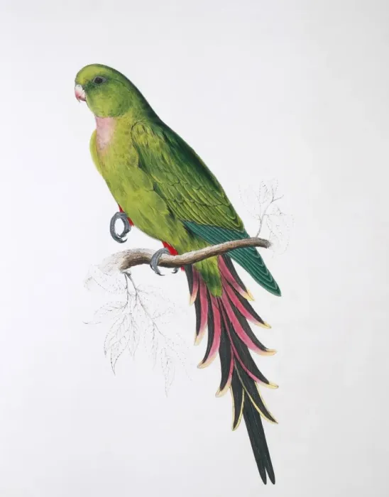 Framed Print : Pyrrhura melanura, maroon-tailed parakeet Framed Print : Pyrrhura melanura, maroon-tailed parakeet