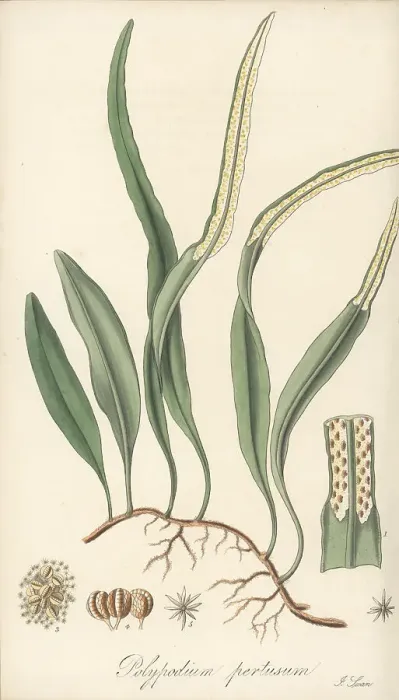 Framed Print : Pyrrosia lanceolata Framed Print : Pyrrosia lanceolata