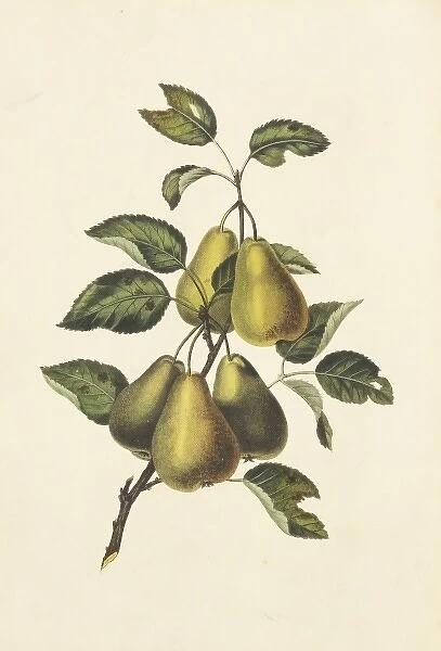 Pyrus communis, conference pears