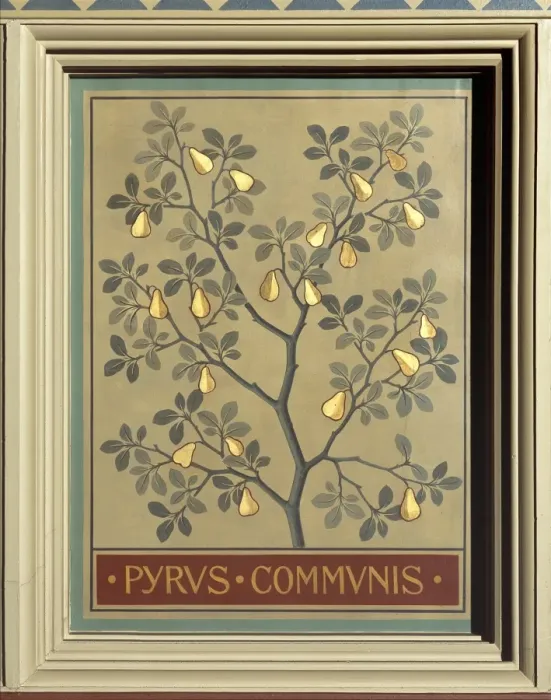 Framed Print : Pyrus communis, pear