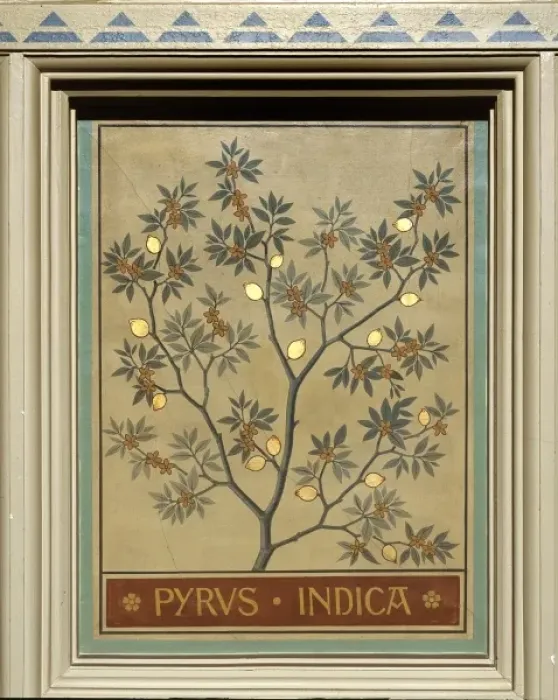 Framed Print : Pyrus indica, Indian pear Framed Print : Pyrus indica, Indian pear