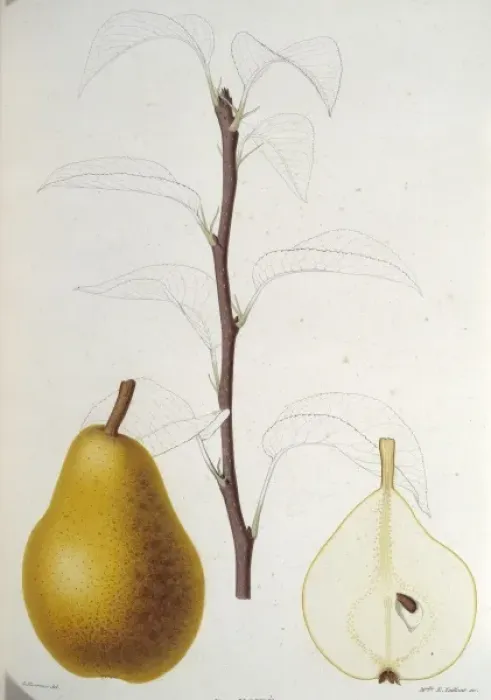 Framed Print : Pyrus moire, pear Framed Print : Pyrus moire, pear