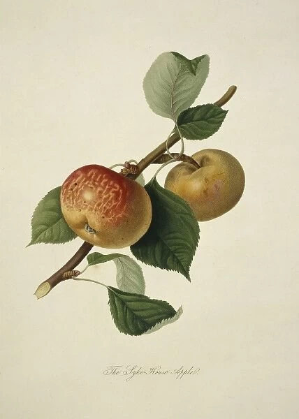Pyrus sp. apple (Sykehouse Apple)