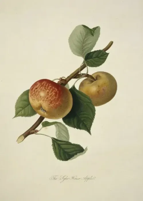 Framed Print : Pyrus sp. apple (Sykehouse Apple) Framed Print : Pyrus sp. apple (Sykehouse Apple)