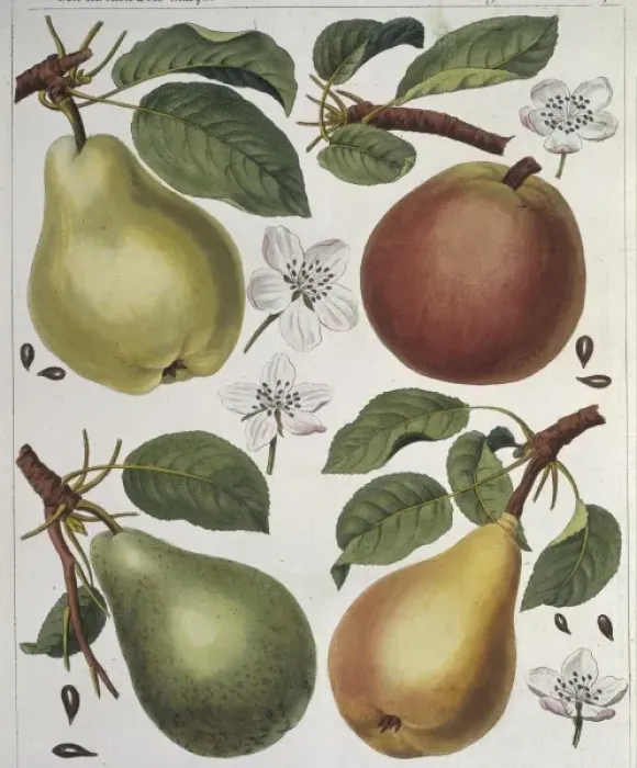 Framed Print : Pyrus sp. pear