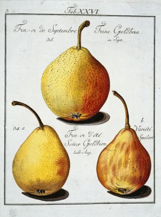 Framed Print : Pyrus sp. pear Framed Print : Pyrus sp. pear