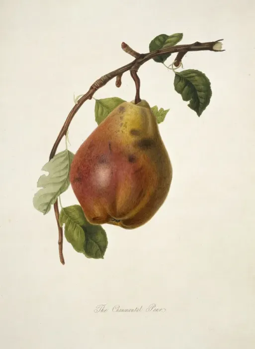 Framed Print : Pyrus sp. pear (Chaumontel Pear) Framed Print : Pyrus sp. pear (Chaumontel Pear)