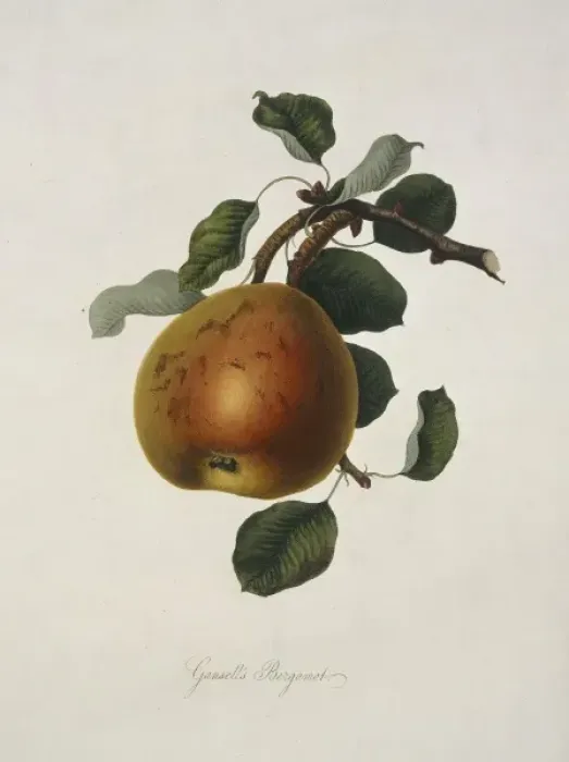 Framed Print : Pyrus sp. pear (Gansels Bergamot Pear) Framed Print : Pyrus sp. pear (Gansels Bergamot Pear)