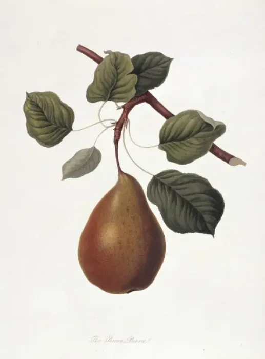 Framed Print : Pyrus sp. pear (The Brown Beurre Pear) Framed Print : Pyrus sp. pear (The Brown Beurre Pear)