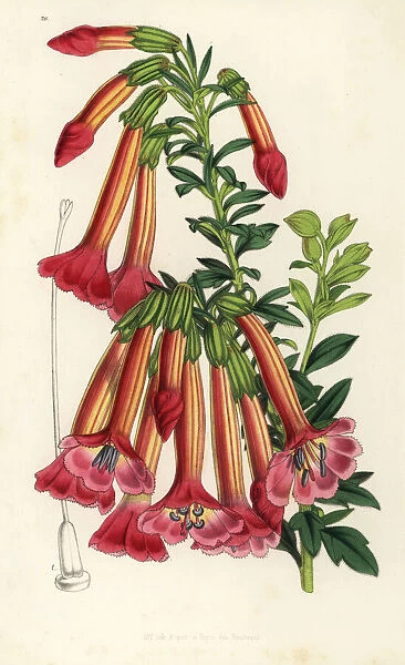 Qantuta flower, Cantua buxifolia