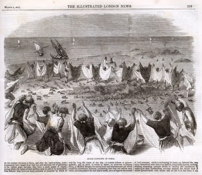 Framed Print : Quail catching in Syria 1862 Framed Print : Quail catching in Syria 1862