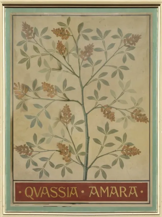 Framed Print : Quassia amara, quassia Framed Print : Quassia amara, quassia
