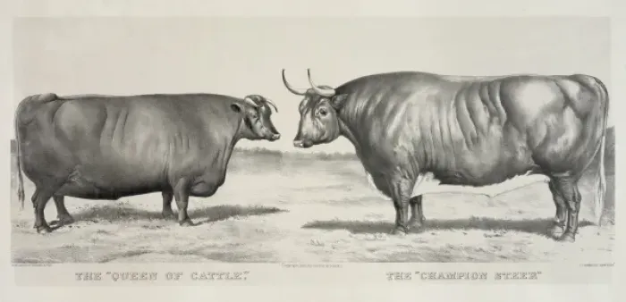 Framed Print : The queen of cattle: the champion steer Framed Print : The queen of cattle: the champion steer