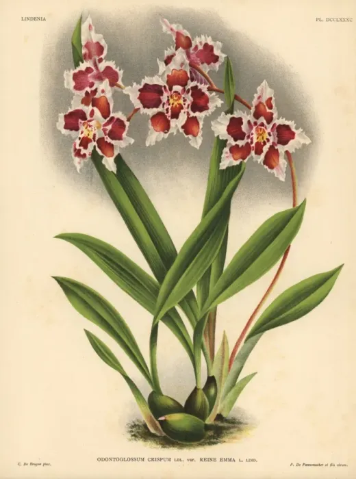 Framed Print : Queen Emma variety of Odontoglossum crispum orchid Framed Print : Queen Emma variety of Odontoglossum crispum orchid