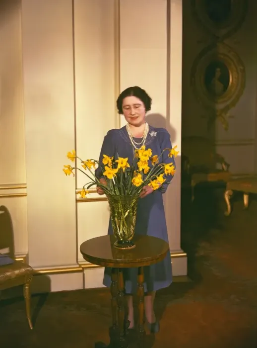 Framed Print : Queen Mother arranging daffodils Framed Print : Queen Mother arranging daffodils