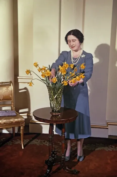 Framed Print : Queen Mother arranging daffodils Framed Print : Queen Mother arranging daffodils