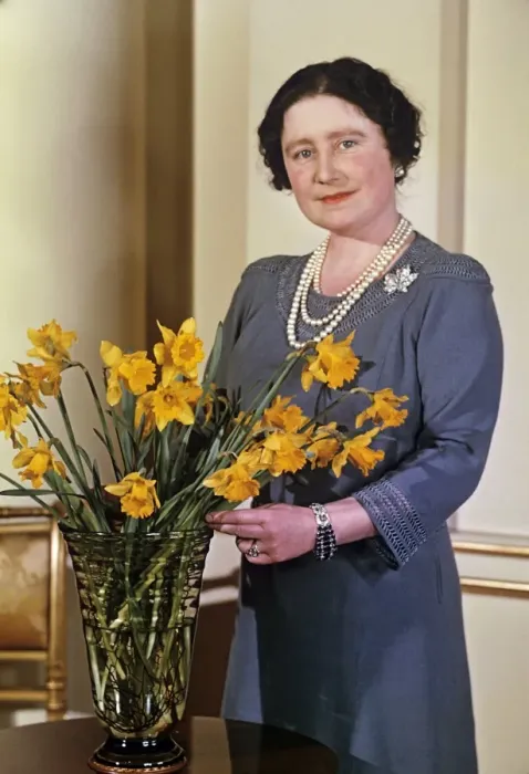 Framed Print : Queen Mother arranging a vase of daffodils Framed Print : Queen Mother arranging a vase of daffodils