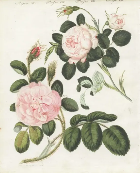 Framed Print : Queen rose, Rosa regina rubicans, and moss Framed Print : Queen rose, Rosa regina rubicans, and moss