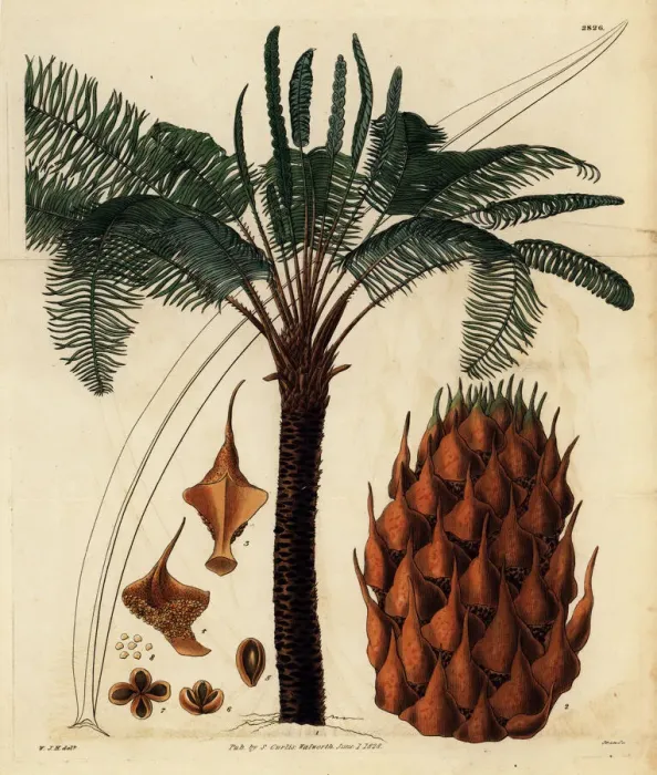 Framed Print : Queen sago or broad-leaved cycas, Cycas circinalis Framed Print : Queen sago or broad-leaved cycas, Cycas circinalis