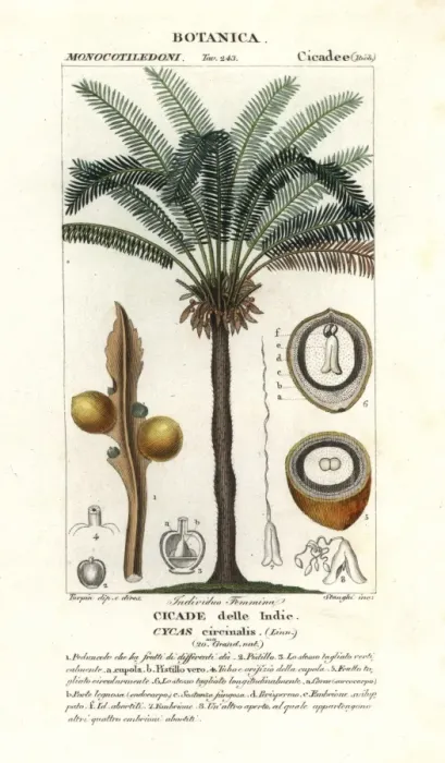 Framed Print : Queen sago, Cycas circinalis Framed Print : Queen sago, Cycas circinalis