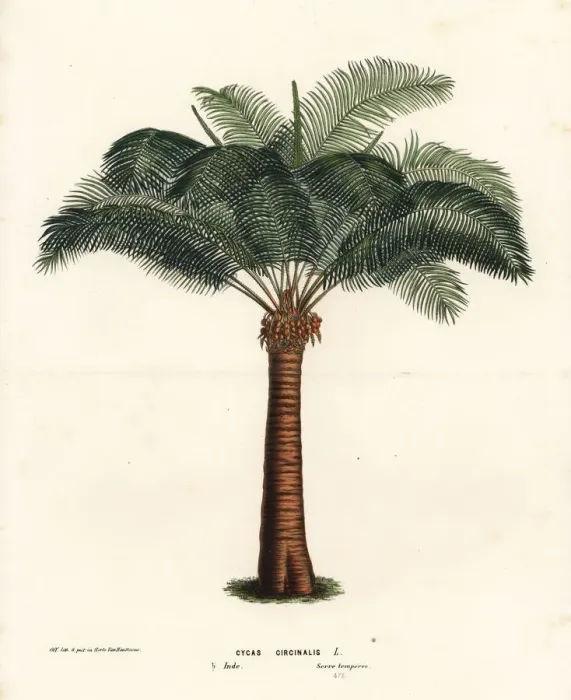 Framed Print : Queen sago, Cycas circinalis. Endangered Framed Print : Queen sago, Cycas circinalis. Endangered