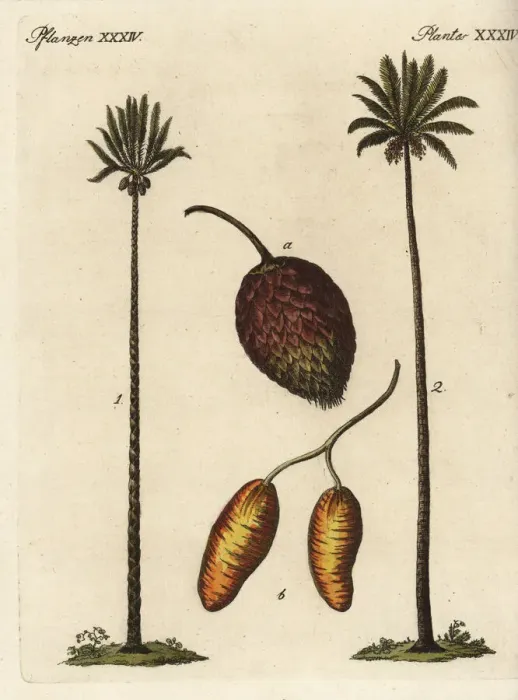 Framed Print : Queen sago palm, Cycas circinalis, and date Framed Print : Queen sago palm, Cycas circinalis, and date