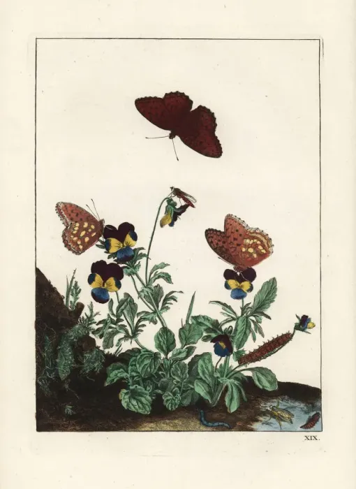 Framed Print : Queen of Spain fritillary butterfly on pansies Framed Print : Queen of Spain fritillary butterfly on pansies
