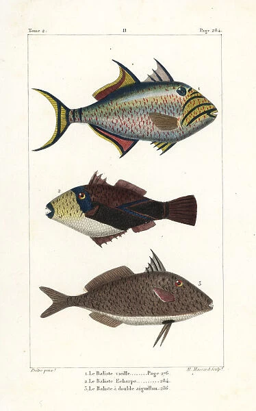 Queen triggerfish, wedge-tail triggerfish