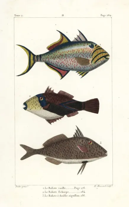 Framed Print : Queen triggerfish, wedge-tail triggerfish Framed Print : Queen triggerfish, wedge-tail triggerfish