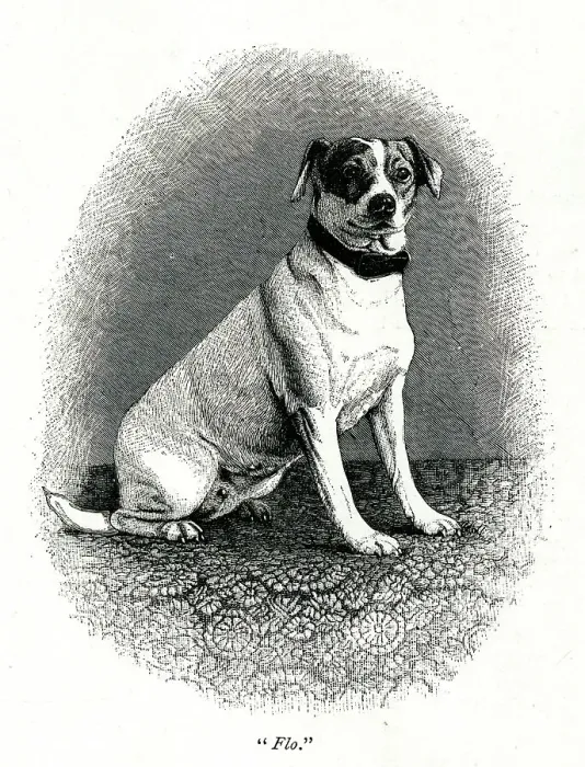Framed Print : Queen Victoria's dog Flo