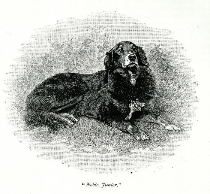 Framed Print : Queen Victoria's dog, Noble, Junior Framed Print : Queen Victoria's dog, Noble, Junior
