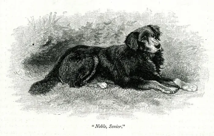 Framed Print : Queen Victoria's dog, Noble, Senior Framed Print : Queen Victoria's dog, Noble, Senior