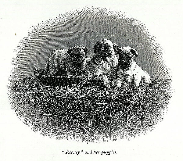 Queen Victoria's dog Rooney and her puppies