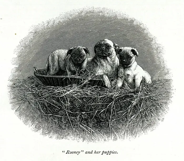 Framed Print : Queen Victoria's dog Rooney and her puppies Framed Print : Queen Victoria's dog Rooney and her puppies