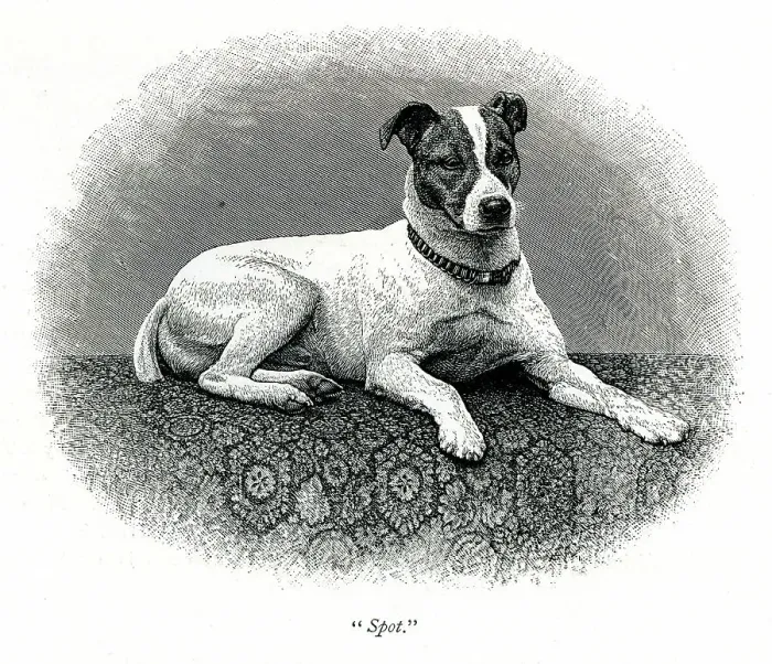 Framed Print : Queen Victoria's dog Spot Framed Print : Queen Victoria's dog Spot