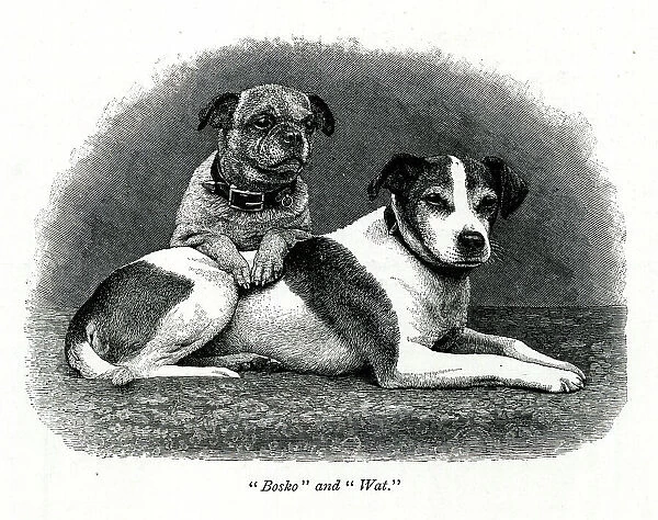 Queen Victoria's dogs Bosko and Wat