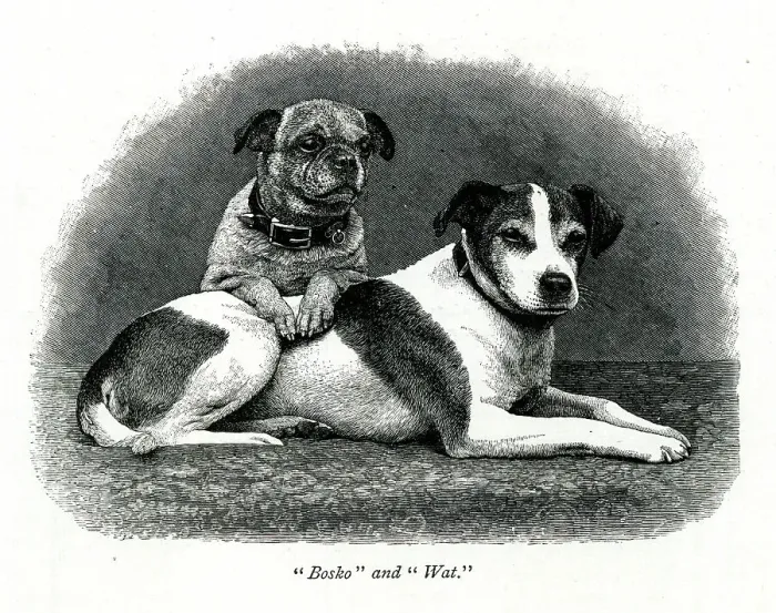 Framed Print : Queen Victoria's dogs Bosko and Wat Framed Print : Queen Victoria's dogs Bosko and Wat