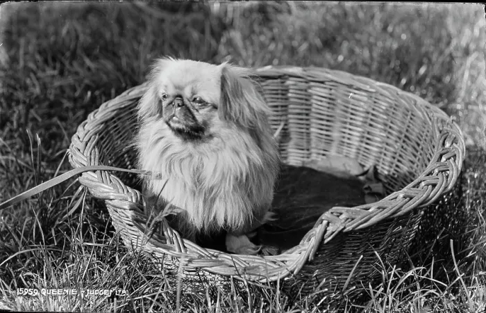 Framed Print : Queenie the Pekingese