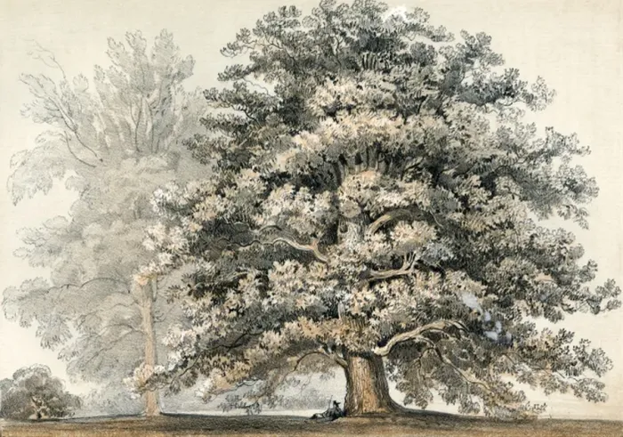 Framed Print : Quercus Hindsii Framed Print : Quercus Hindsii