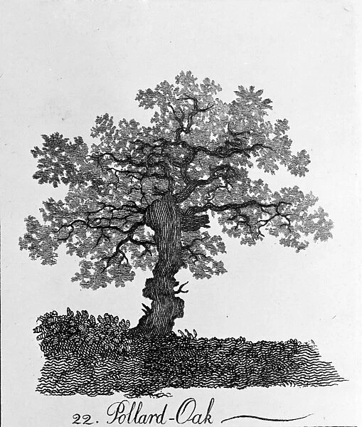Quercus, pollard oak