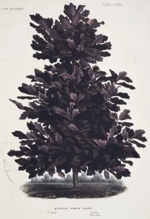 Framed Print : Quercus rober niger, oak tree Framed Print : Quercus rober niger, oak tree