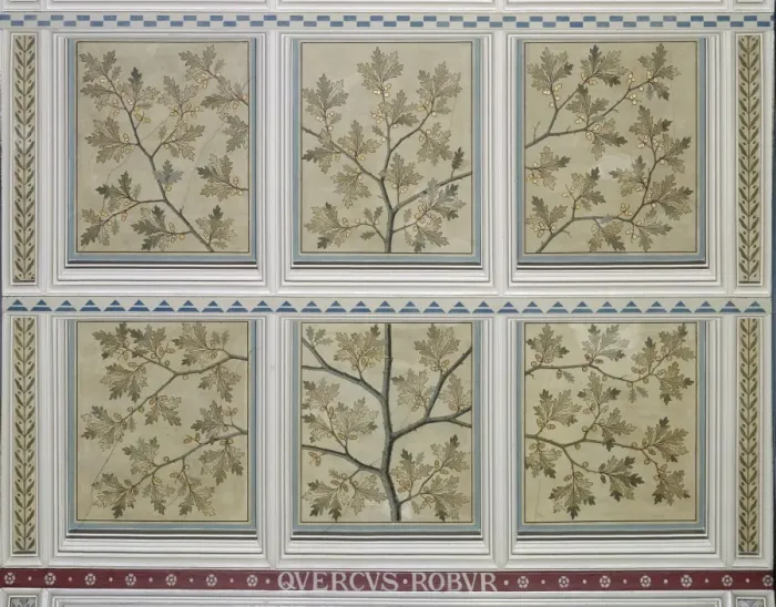 Framed Print : Quercus robur, English oak Framed Print : Quercus robur, English oak