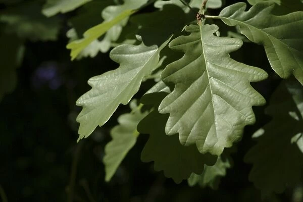 Quercus robur, oak