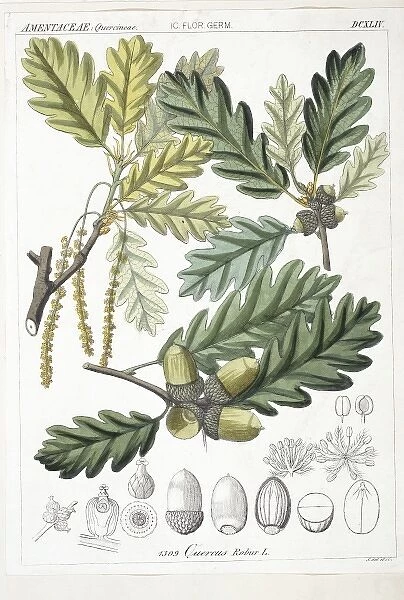 Quercus robur, oak tree