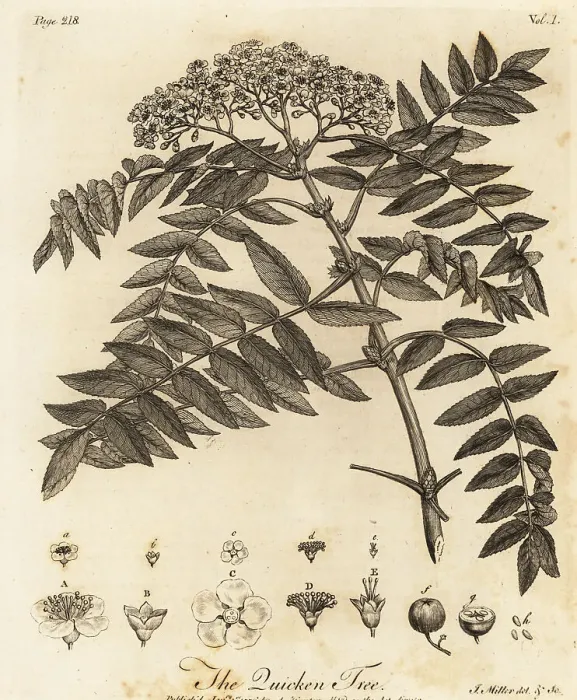 Framed Print : Quicken tree, Sorbus aucuparia Framed Print : Quicken tree, Sorbus aucuparia