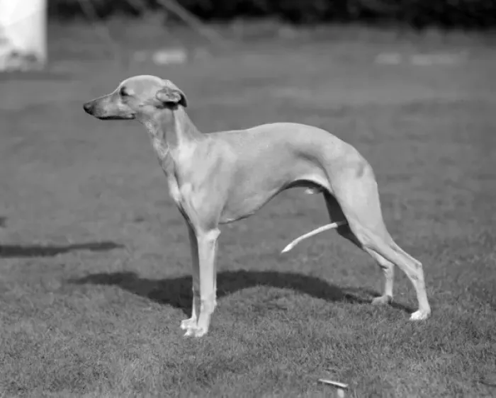 Framed Print : Quickstep of Allways, whippet owned by Mrs M R Jones Framed Print : Quickstep of Allways, whippet owned by Mrs M R Jones