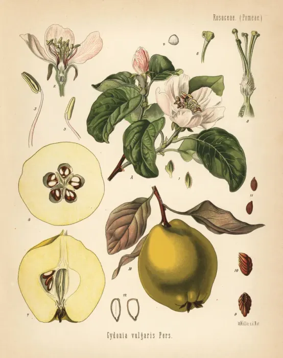 Framed Print : Quince, Cydonia oblonga Framed Print : Quince, Cydonia oblonga