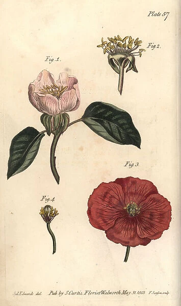 Quince flower, Cydonia oblonga, and poppy