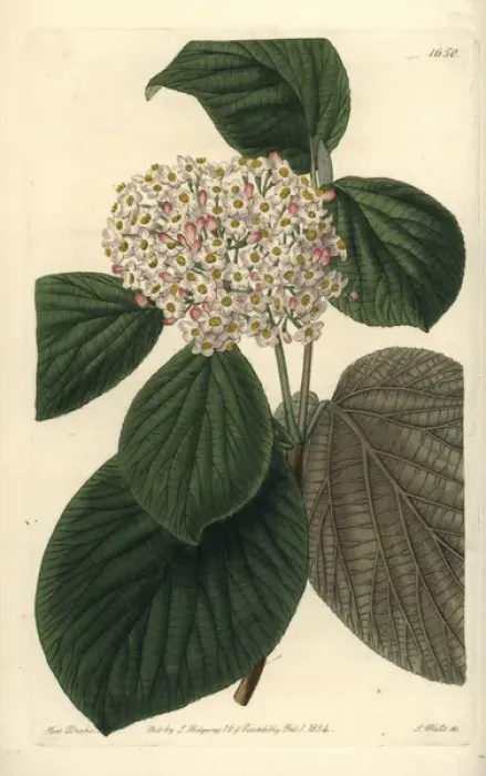 Framed Print : Quince-leaved wayfaring tree, Viburnum cotinifolium Framed Print : Quince-leaved wayfaring tree, Viburnum cotinifolium