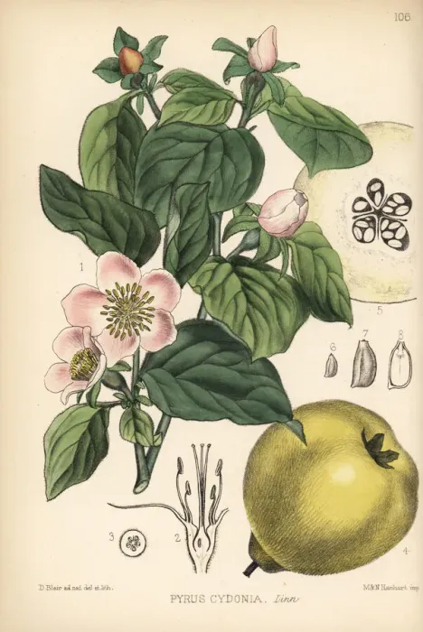 Framed Print : Quince, Pyrus cydonia Framed Print : Quince, Pyrus cydonia